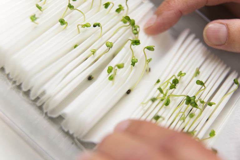 germination test on paper