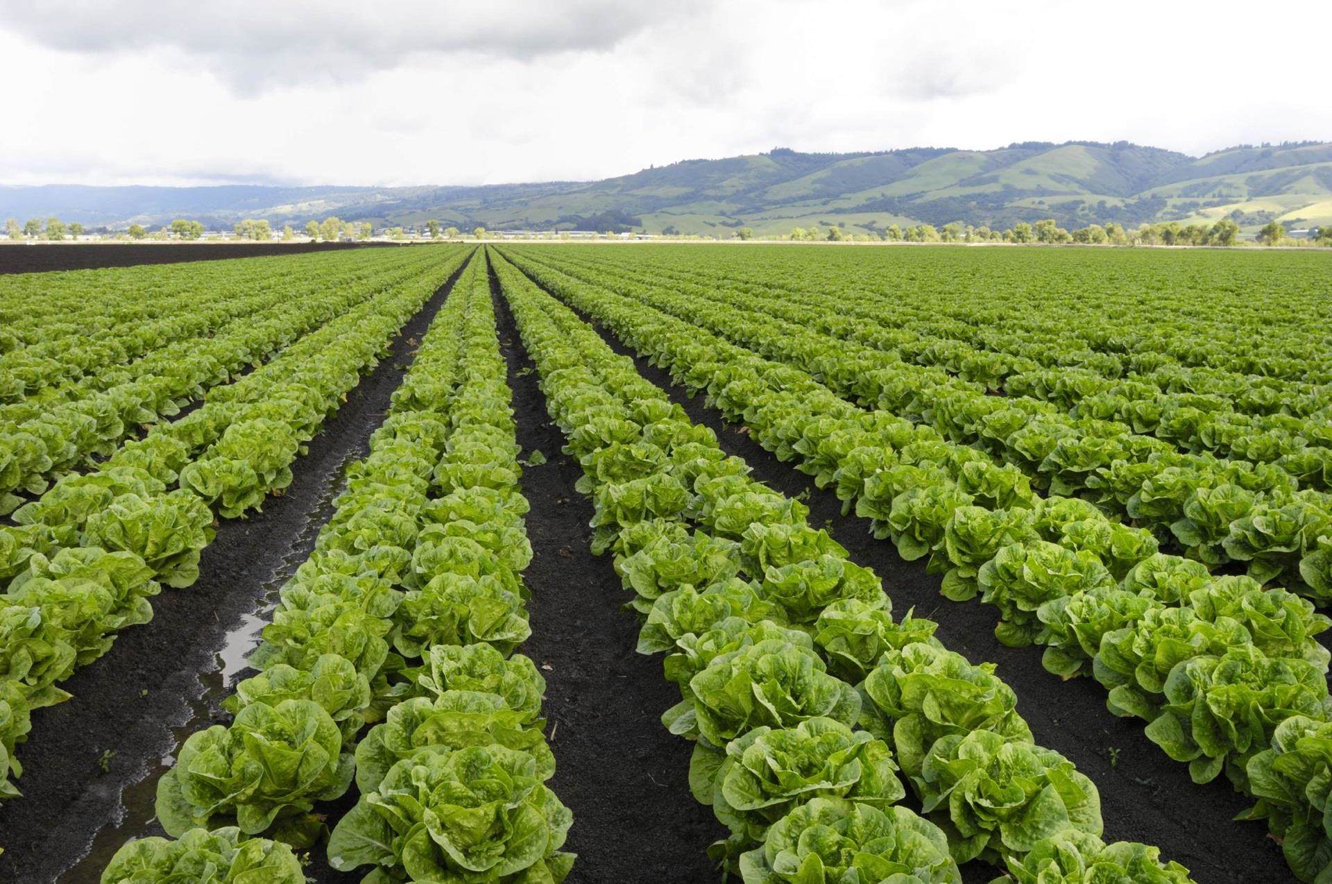lettuce crop