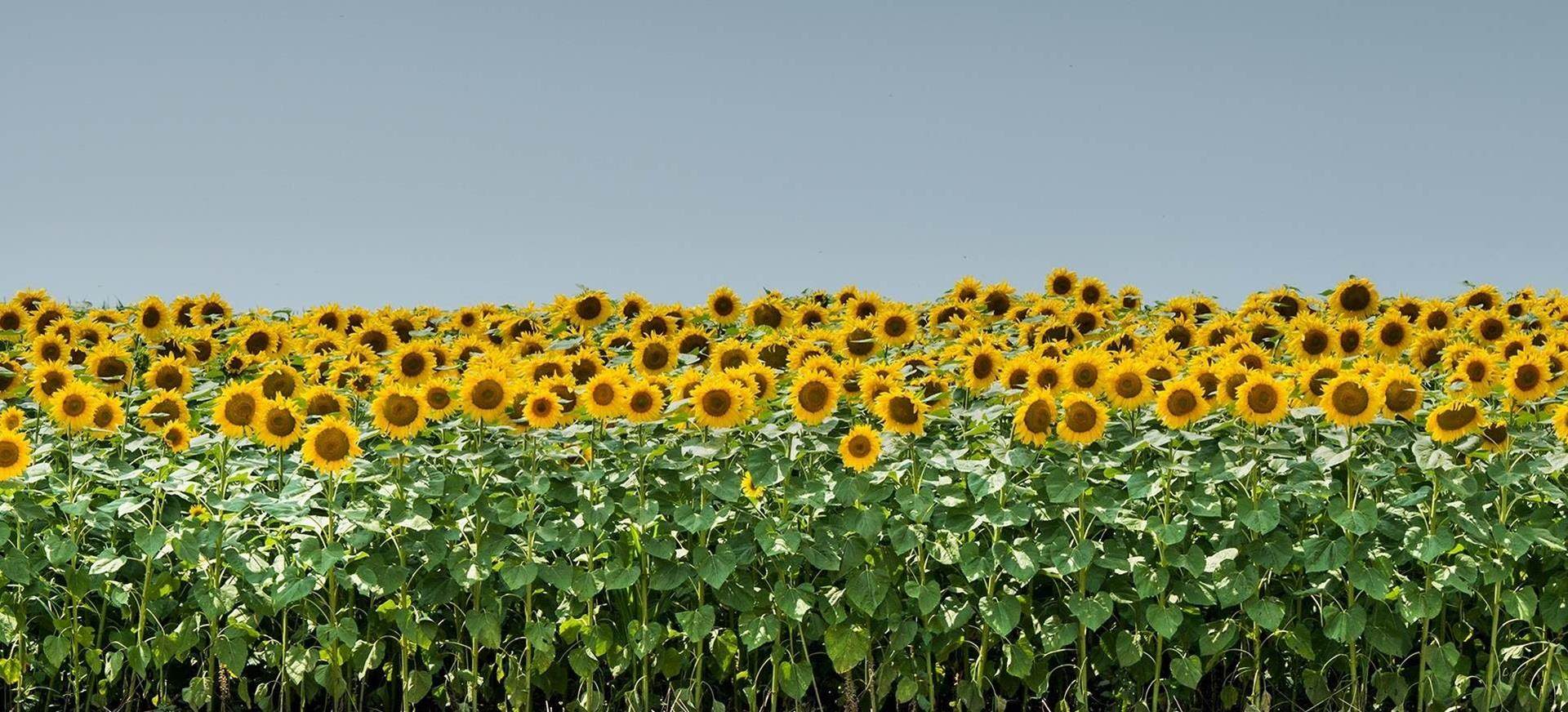 Sunflowers
