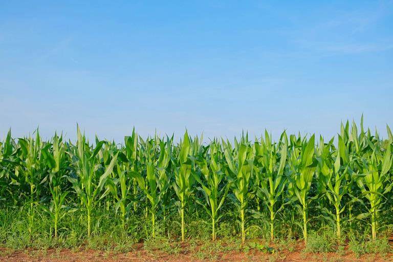 Corn crop