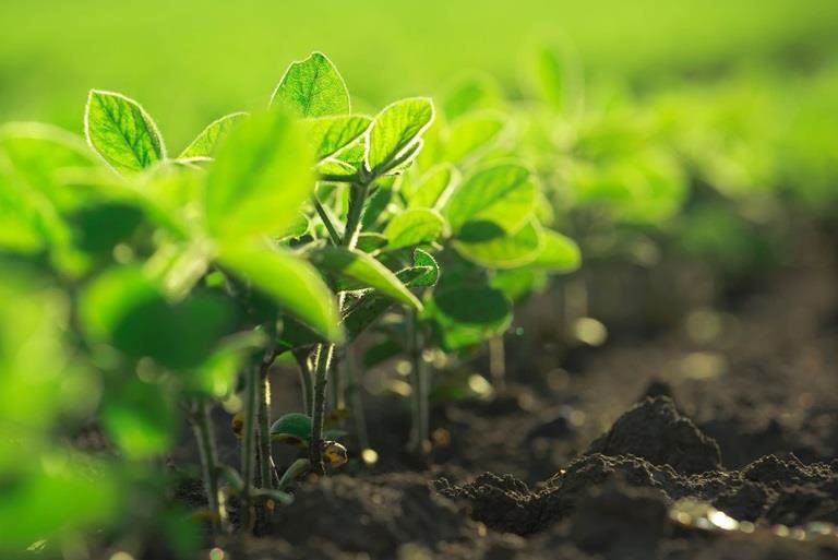 green seedlings in a field