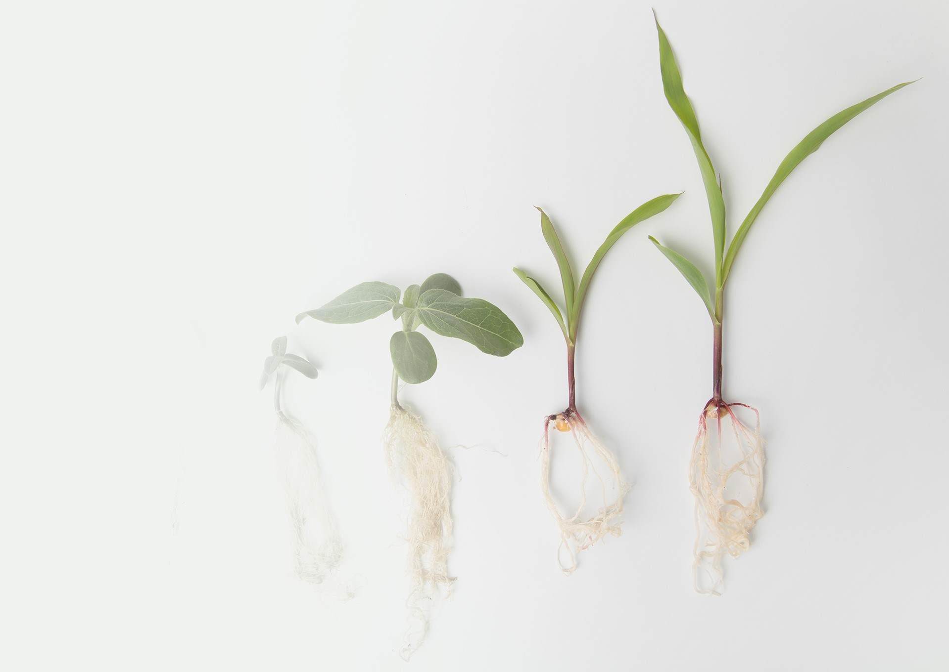 Seedling roots