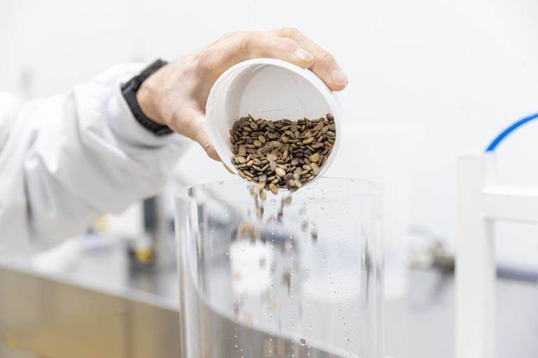 Seeds pouring into a vessel in a lab