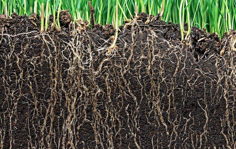 Roots in soil