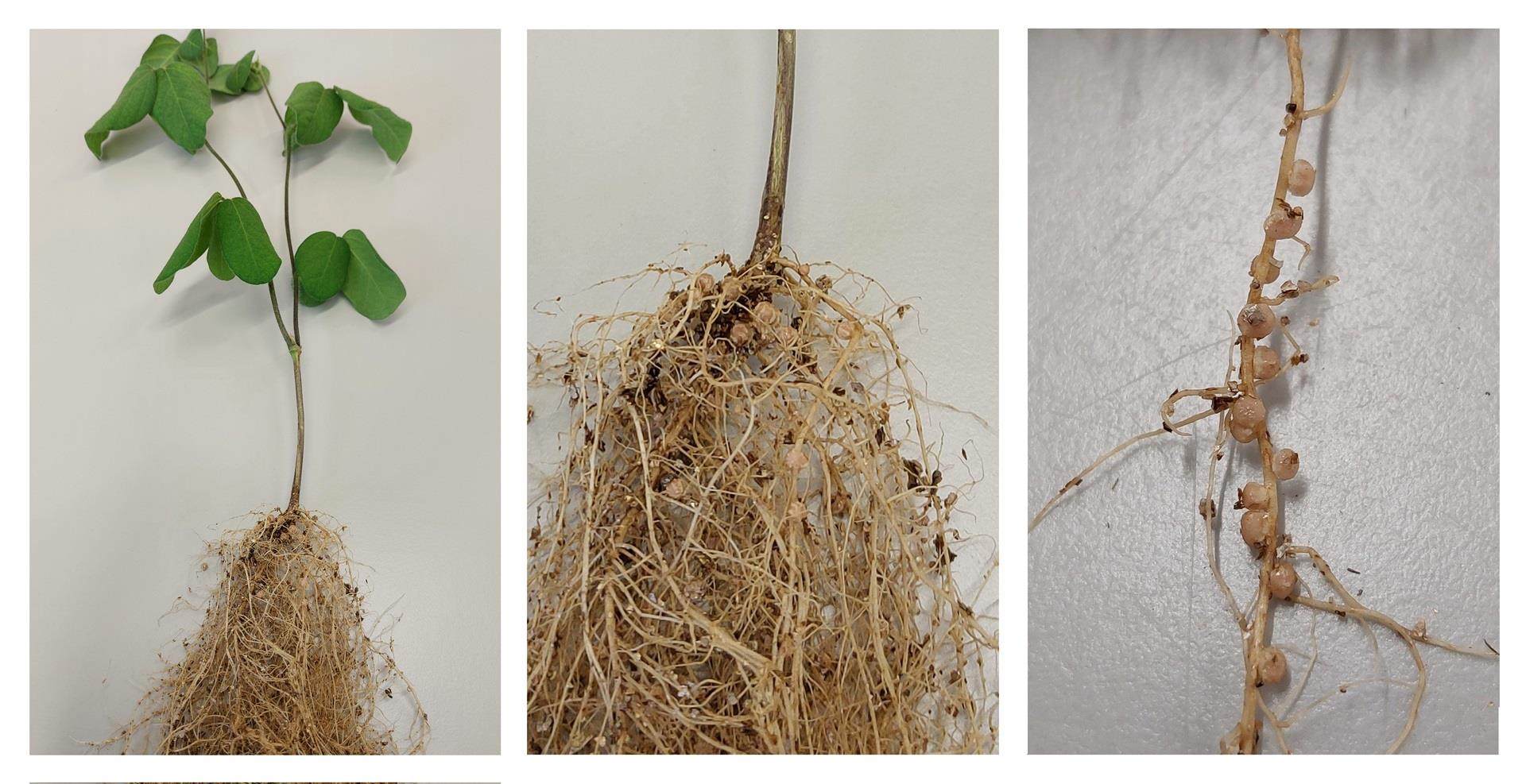 Rhizobia in sustainable ag: specificity is key