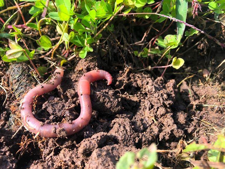 Minhoca no solo simbolizando a agricultura regenerativa