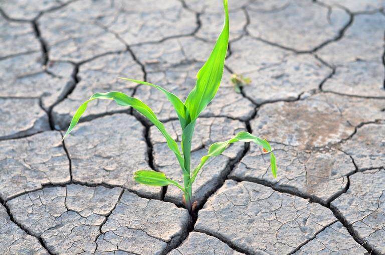 Mudas saudáveis em solo seco ilustrando as soluções da Incotec para estresse abiótico em plantas